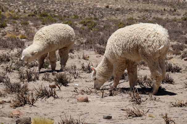 Alpaca