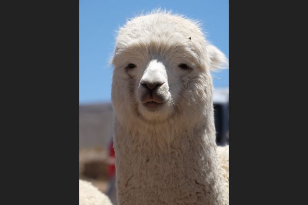 Alpaca
