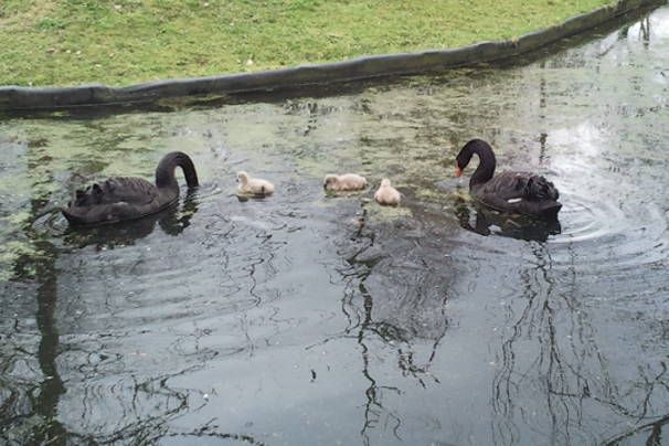 Zwaan