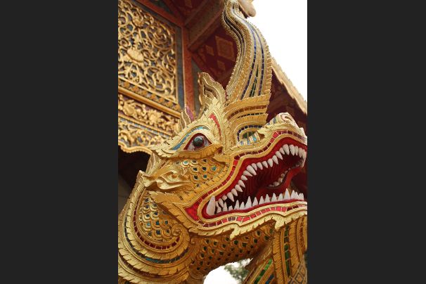 Draak