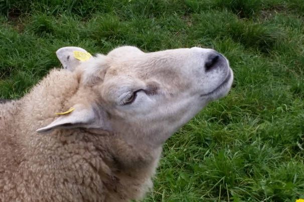 Schaap