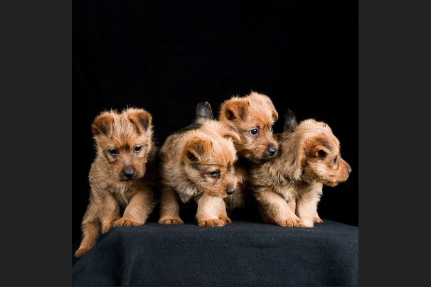 Hond