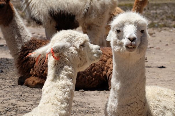 Lama