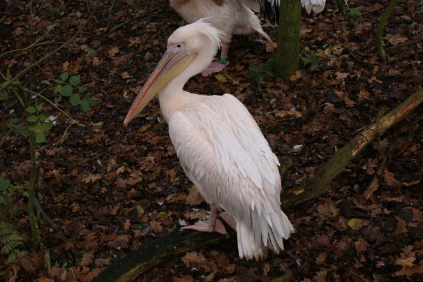 Pelikaan