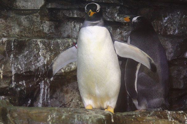 Pinguïn