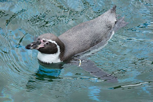 Pinguïn
