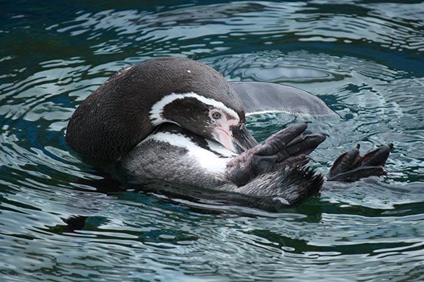 Pinguïn