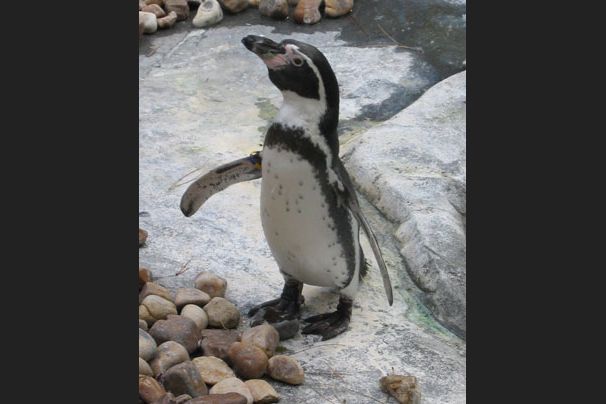 Pinguïn