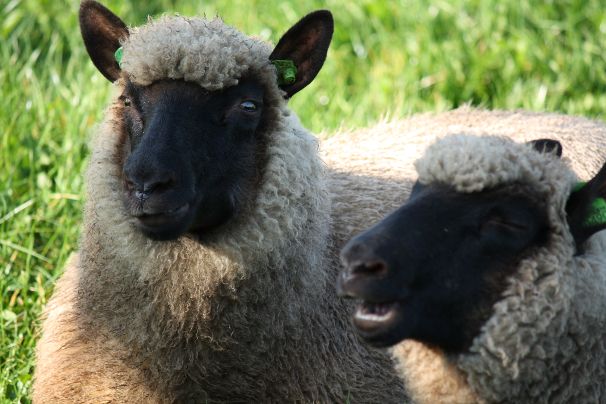 Schaap