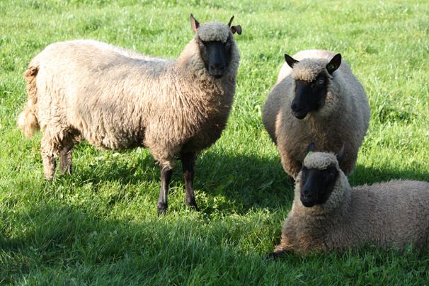 Schaap