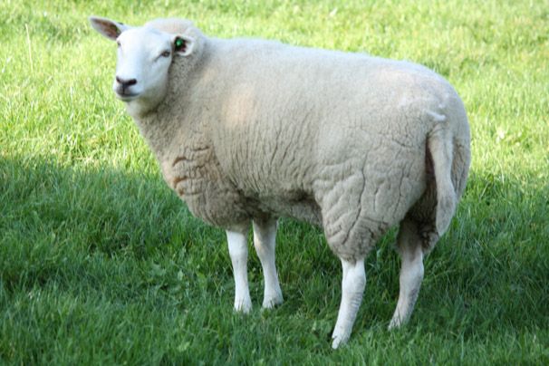 Schaap
