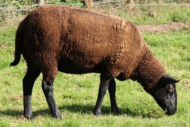 Schaap