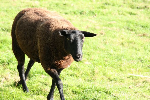 Schaap